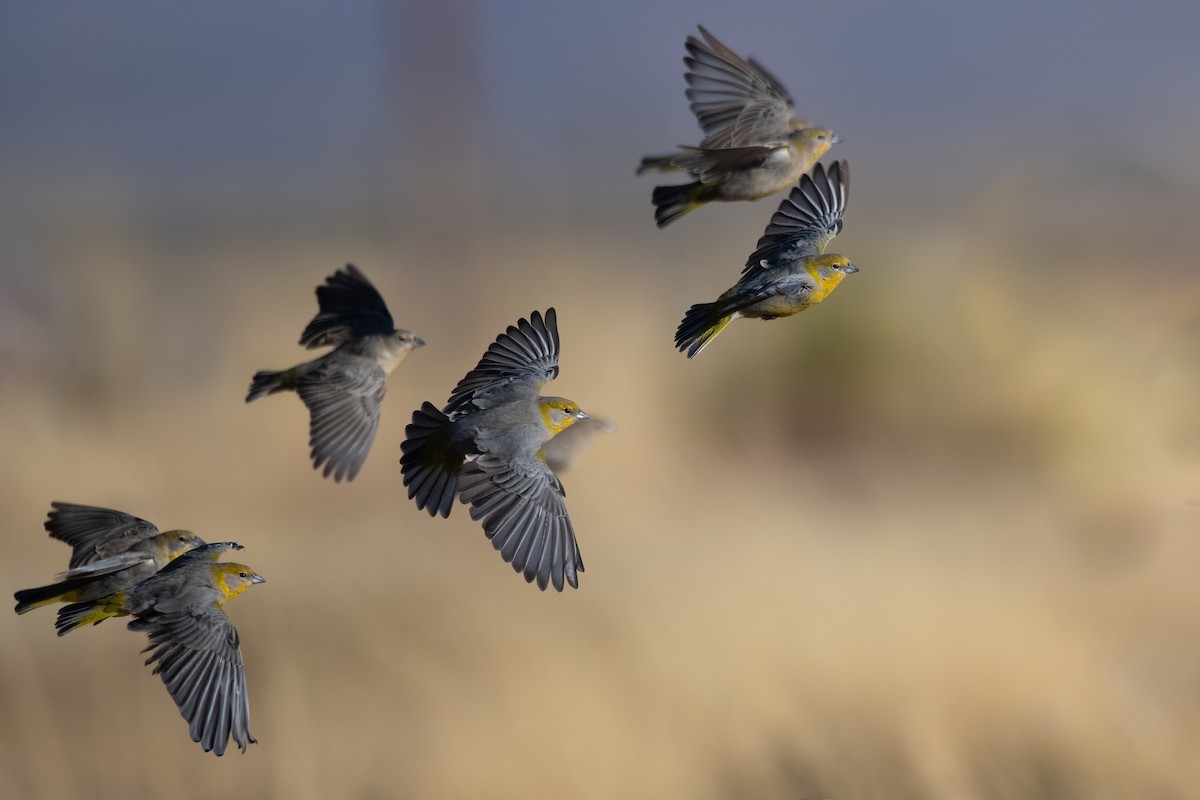 Bright-rumped Yellow-Finch - ML621377885