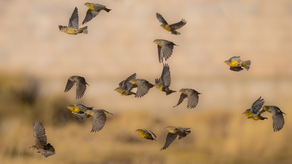 Bright-rumped Yellow-Finch - ML621377886