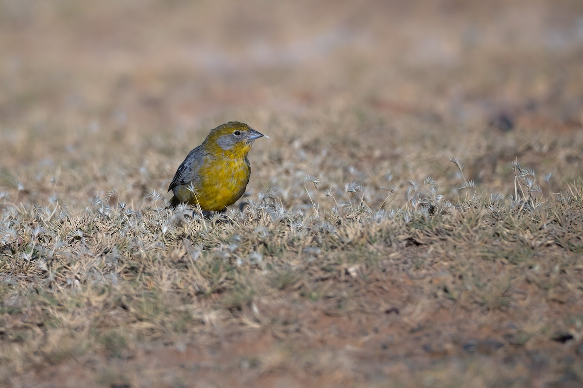 Bright-rumped Yellow-Finch - ML621377890