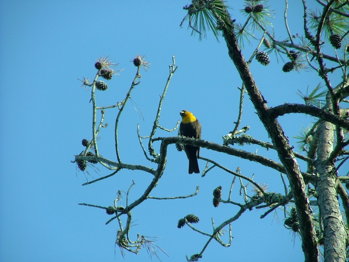 Yellow-headed Blackbird - ML621377930