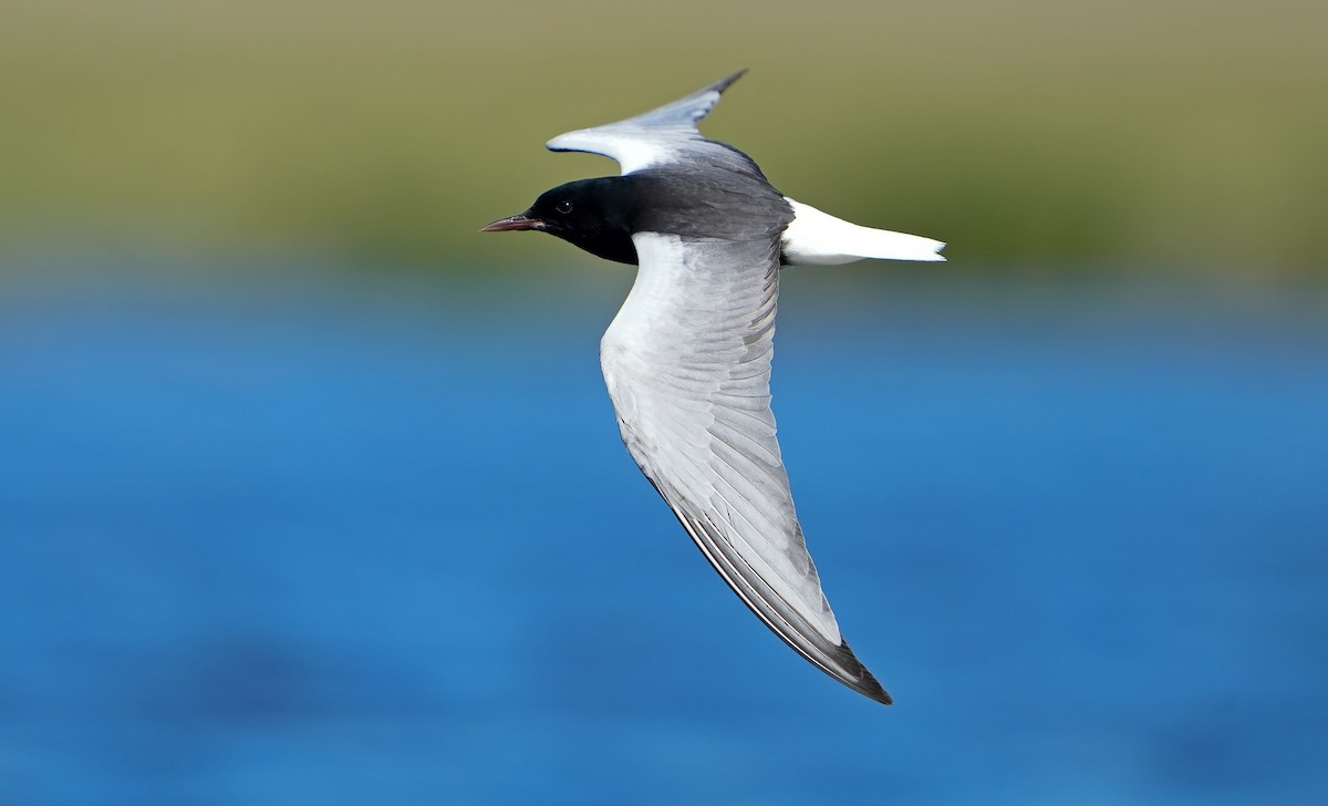White-winged Tern - ML621377934