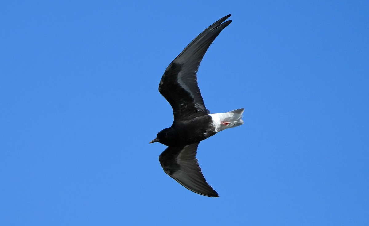 White-winged Tern - ML621377935