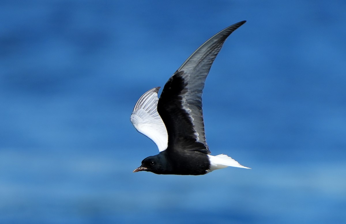 White-winged Tern - ML621377946