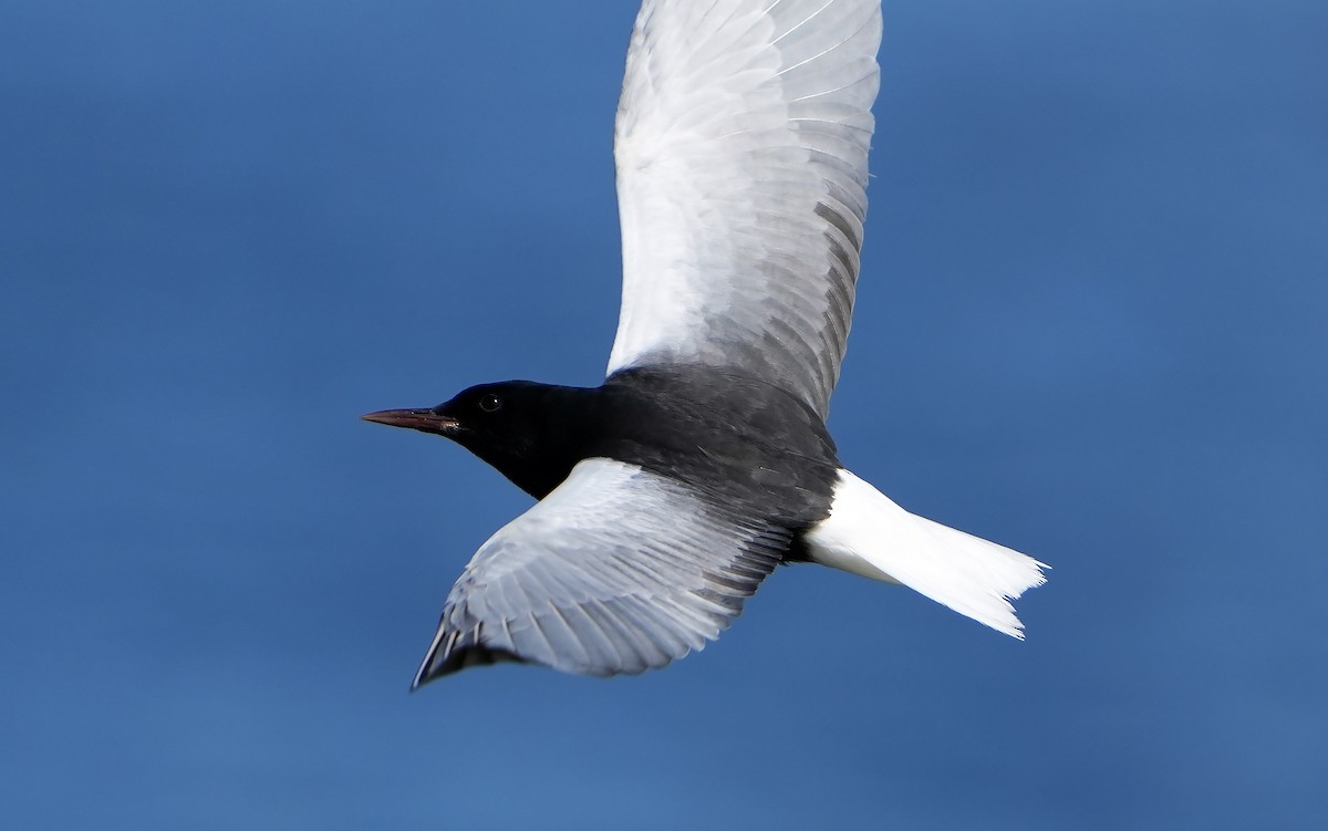White-winged Tern - ML621377947