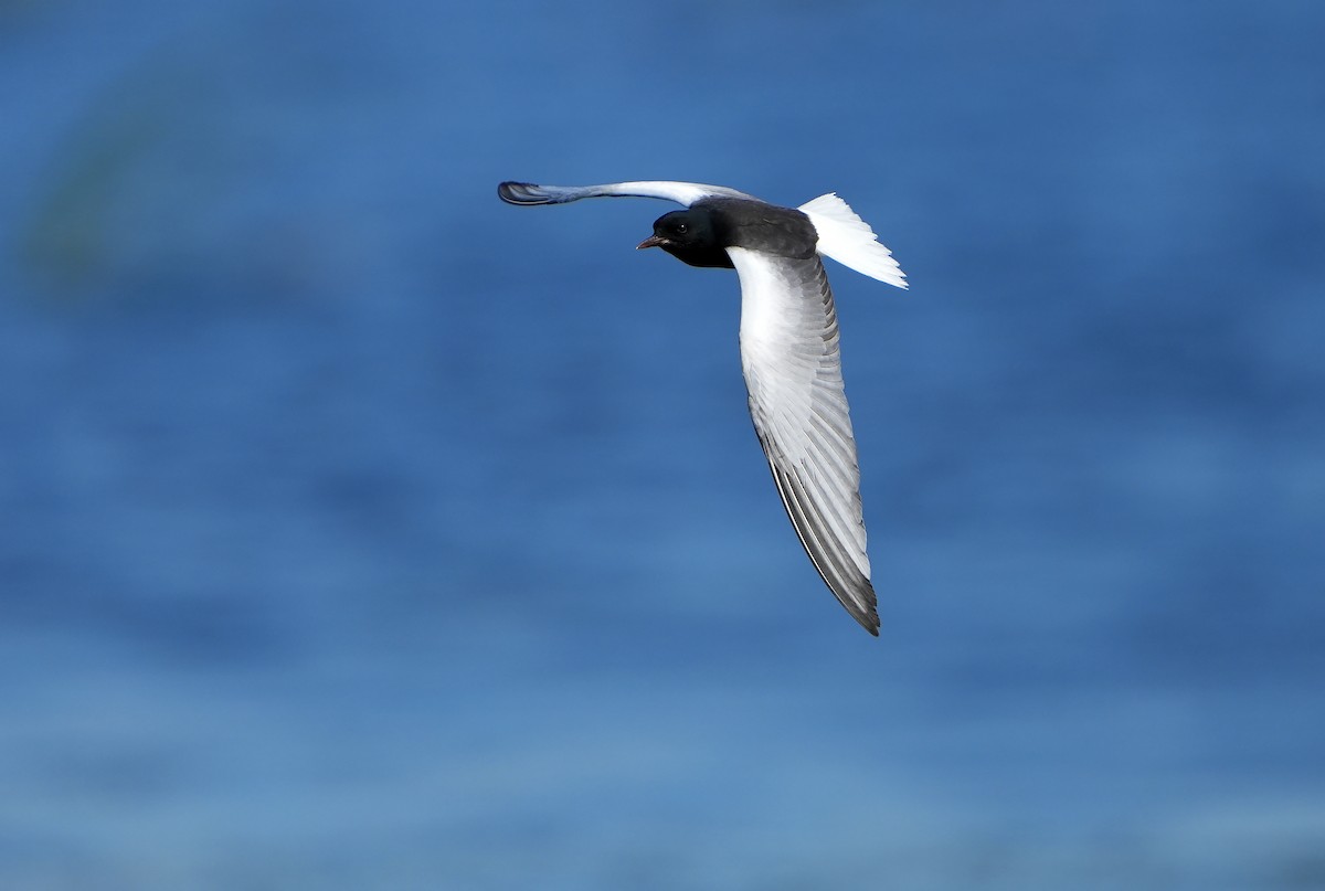 White-winged Tern - ML621377948