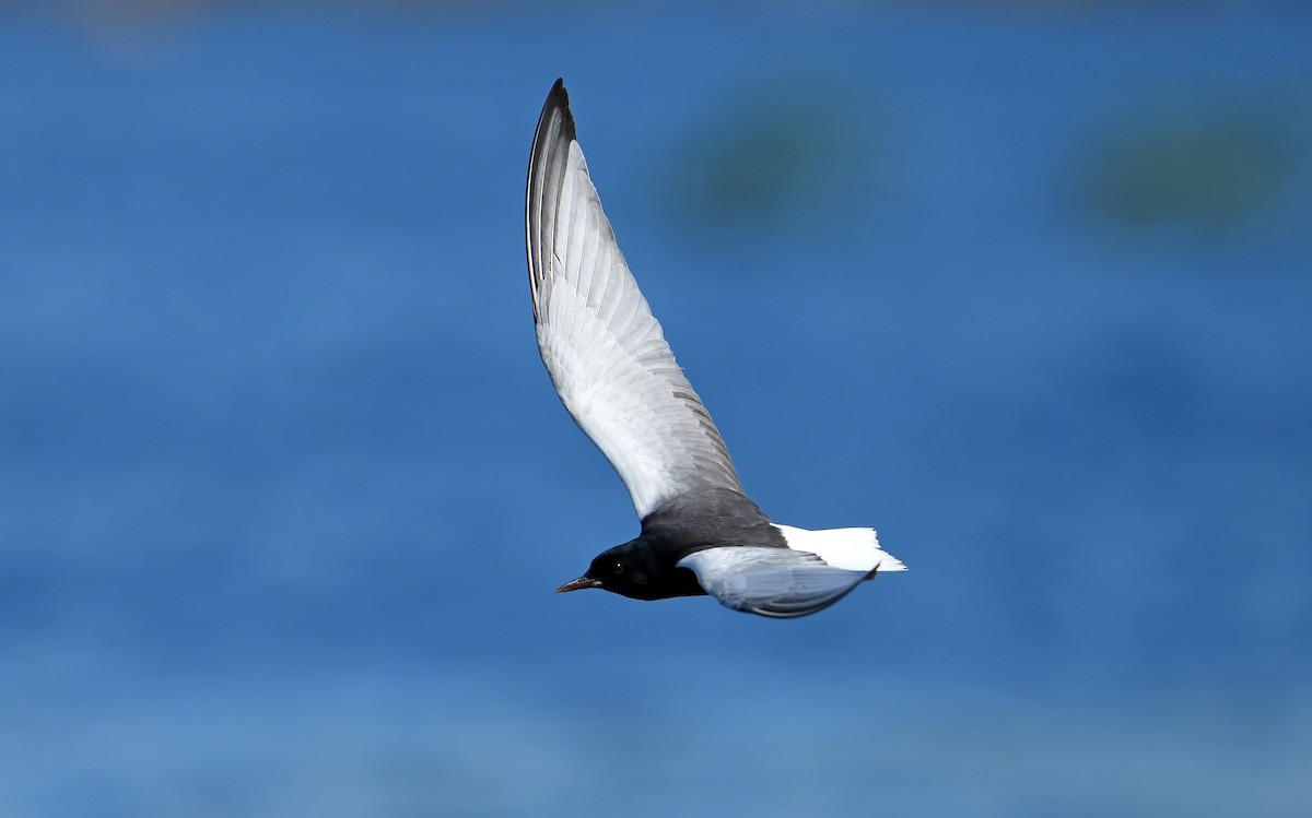 White-winged Tern - ML621377949