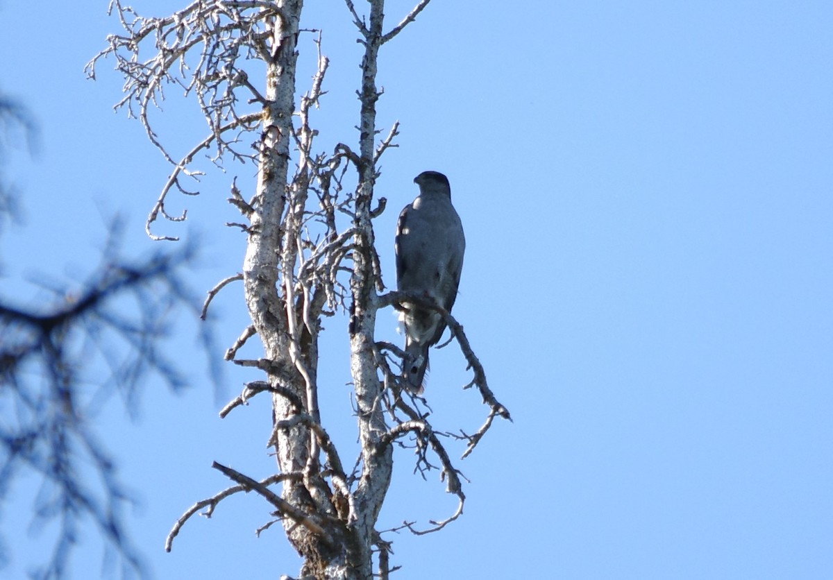 American Goshawk - ML621377954