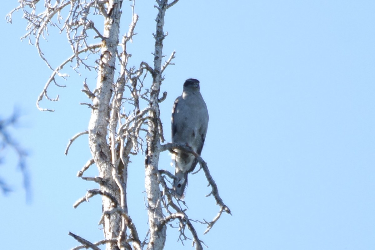 American Goshawk - ML621377955