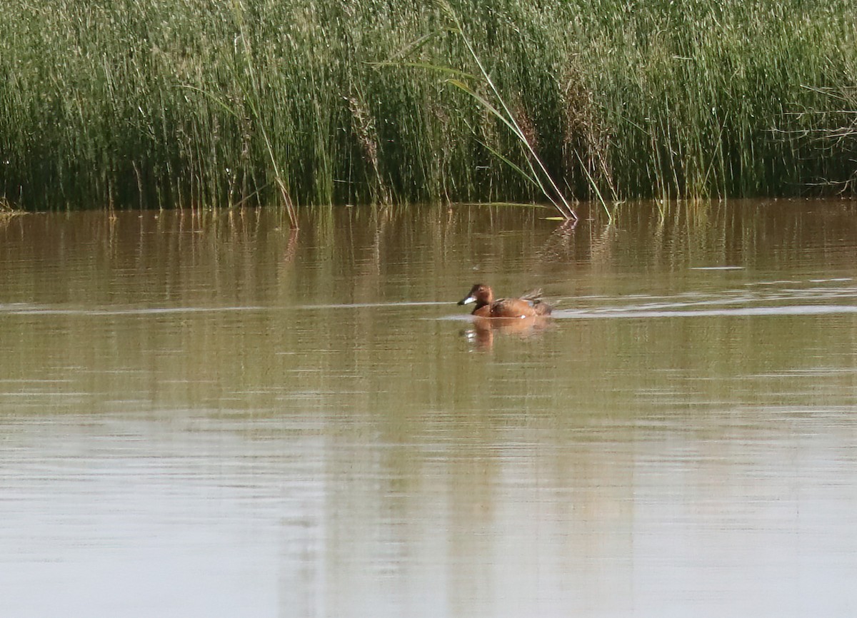 Cinnamon Teal - ML621377966