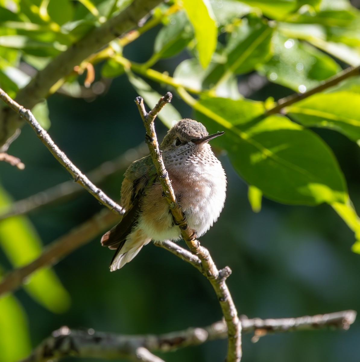 Broad-tailed Hummingbird - ML621377979
