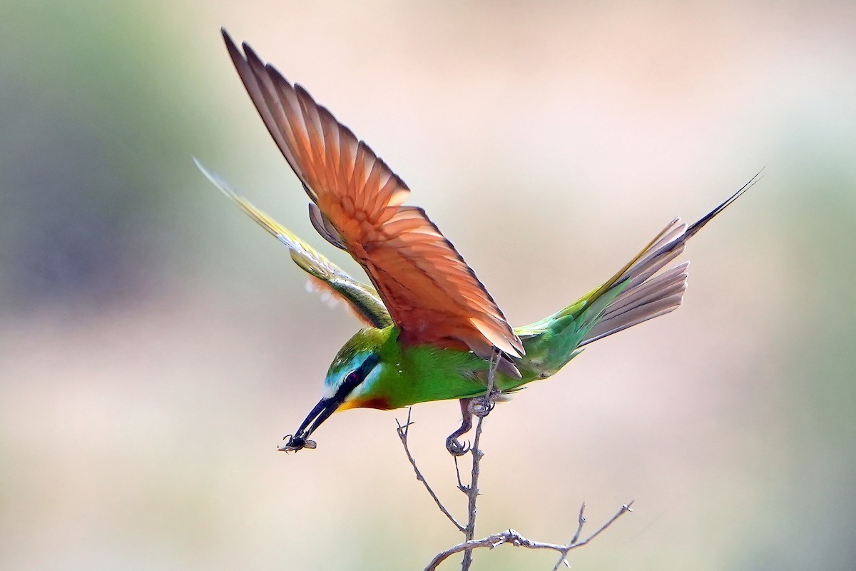 Blue-cheeked Bee-eater - ML621377995