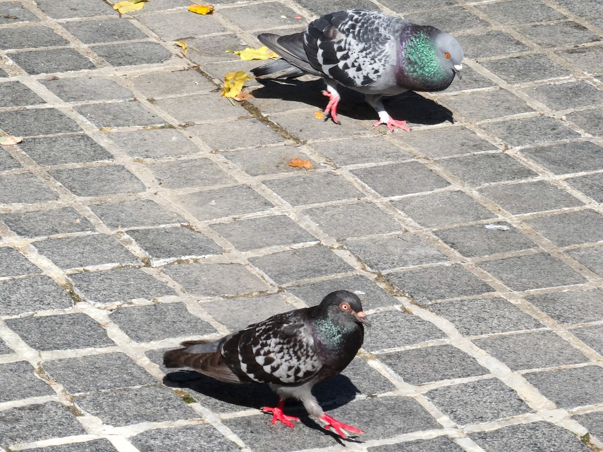 Rock Pigeon (Feral Pigeon) - ML621378001