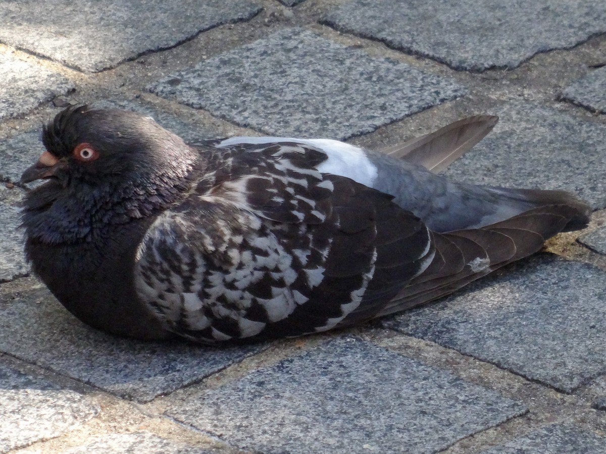 Pigeon biset (forme domestique) - ML621378004