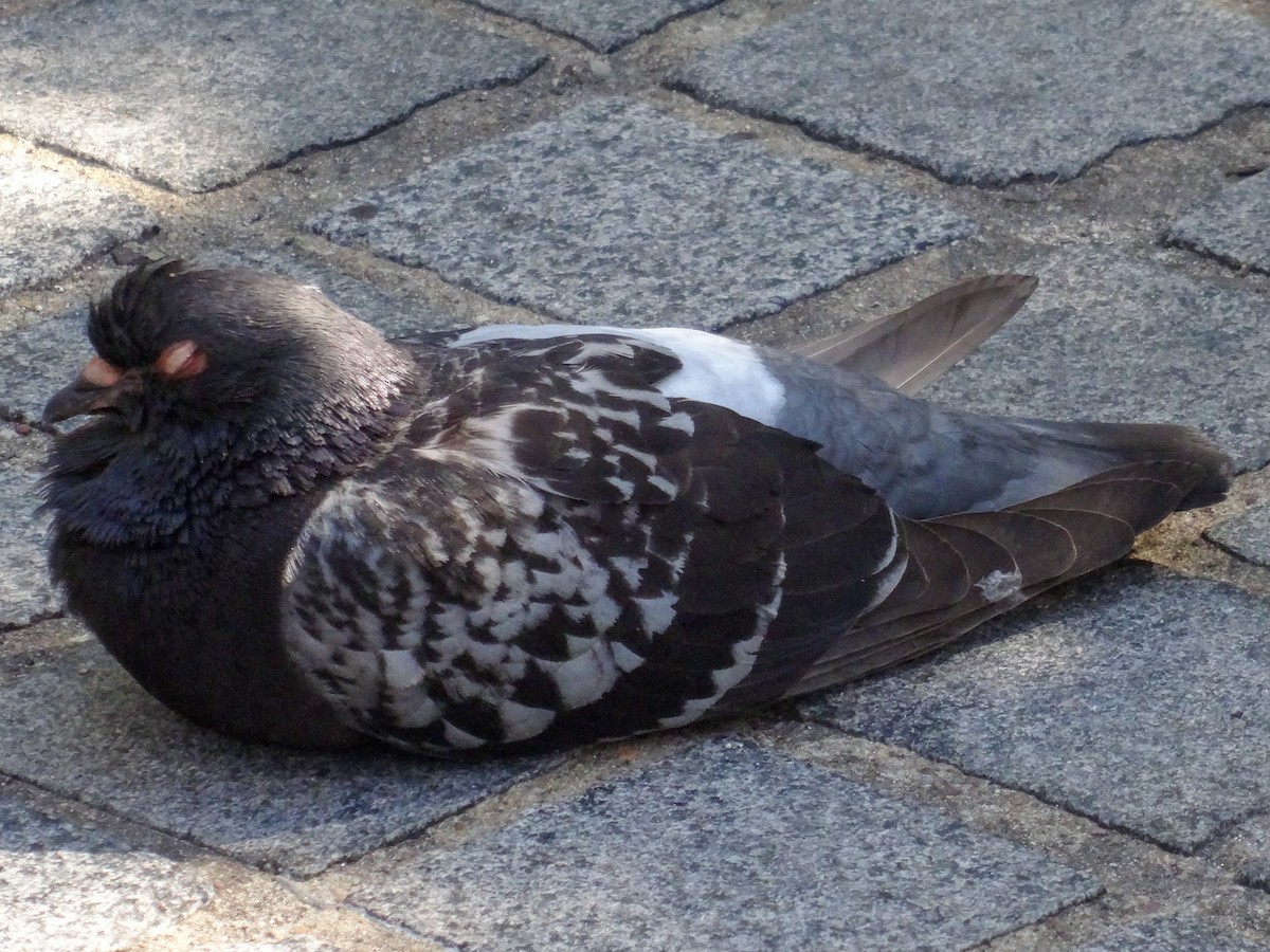 Pigeon biset (forme domestique) - ML621378005