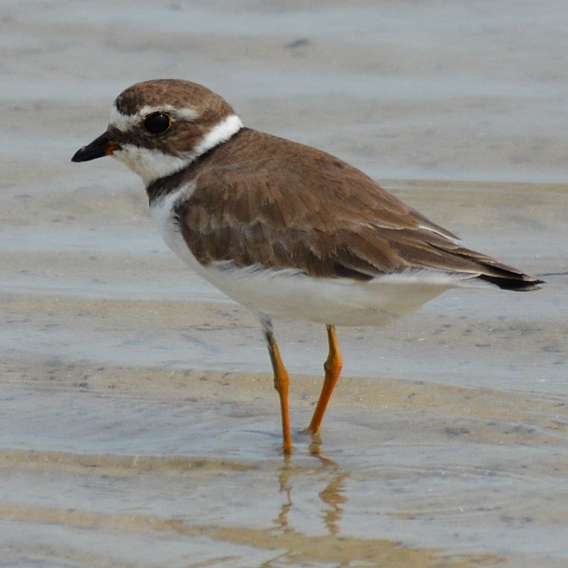 Semipalmated Plover - ML621378038