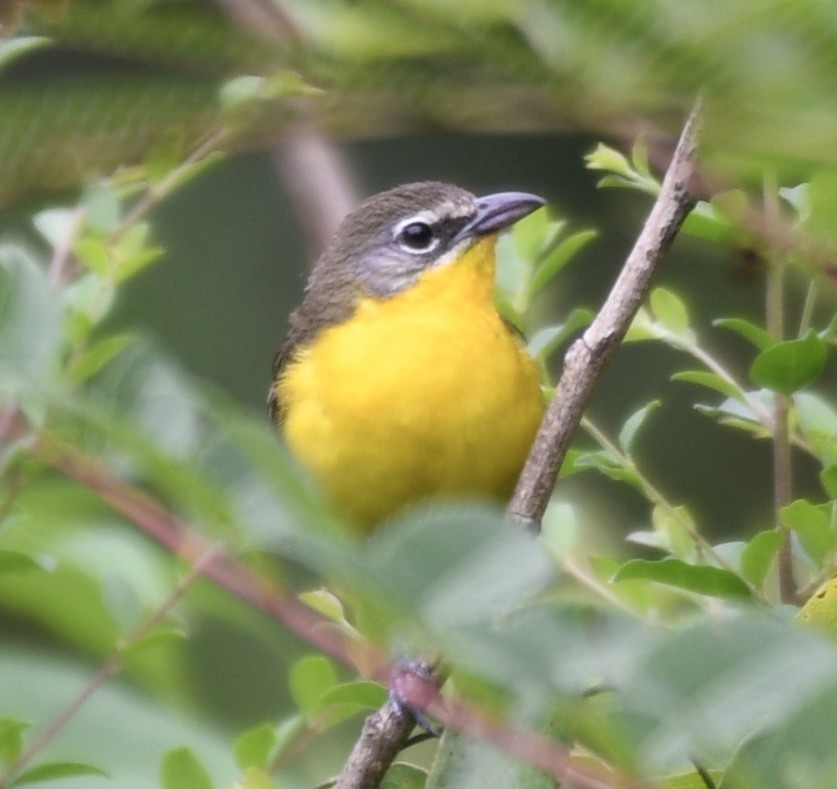 Yellow-breasted Chat - ML621378047