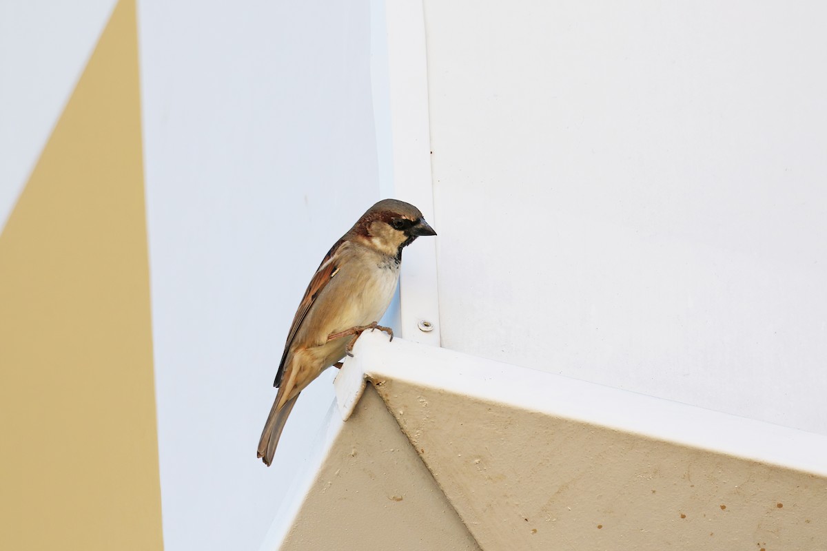 House Sparrow - ML621378084