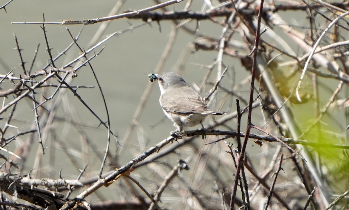 Lesser Whitethroat - ML621378105