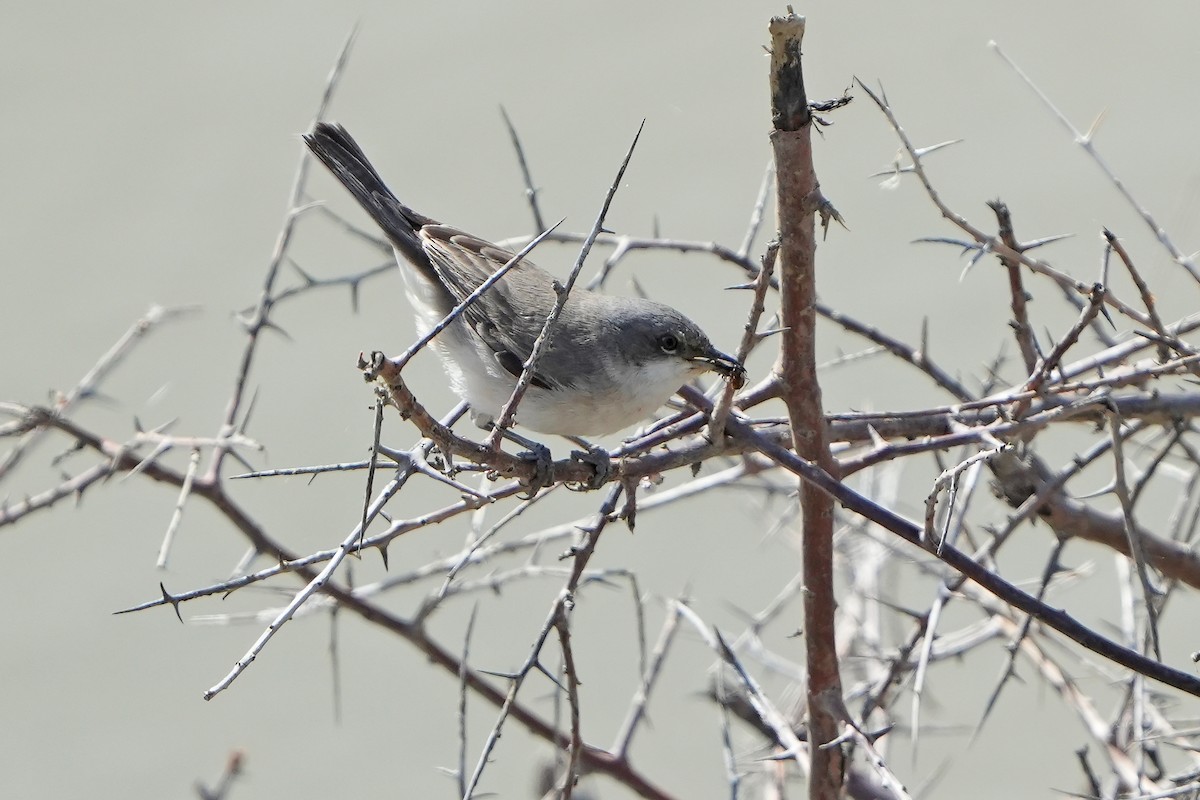 Lesser Whitethroat - ML621378108