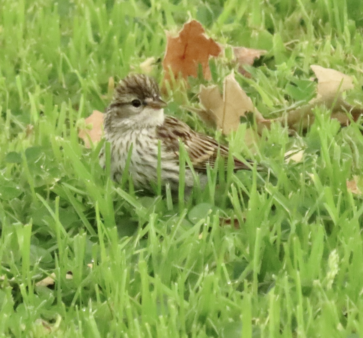 Chipping Sparrow - ML621378109