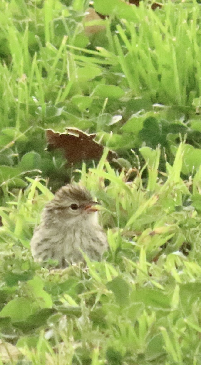 Chipping Sparrow - ML621378110