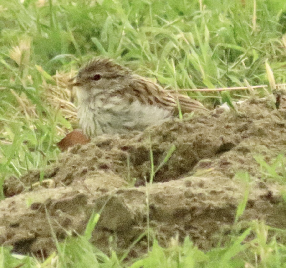 Chipping Sparrow - ML621378117