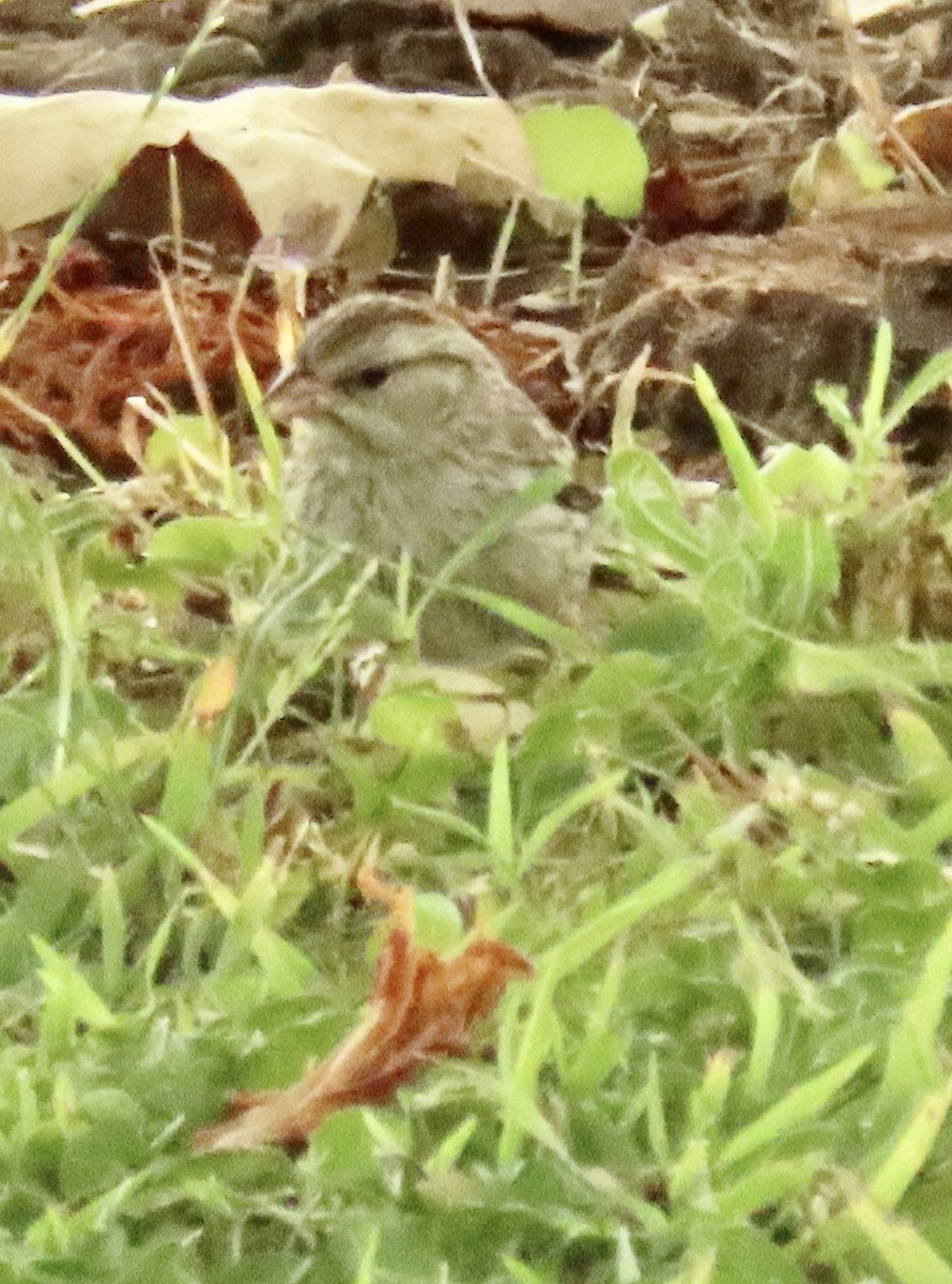 Chipping Sparrow - ML621378119