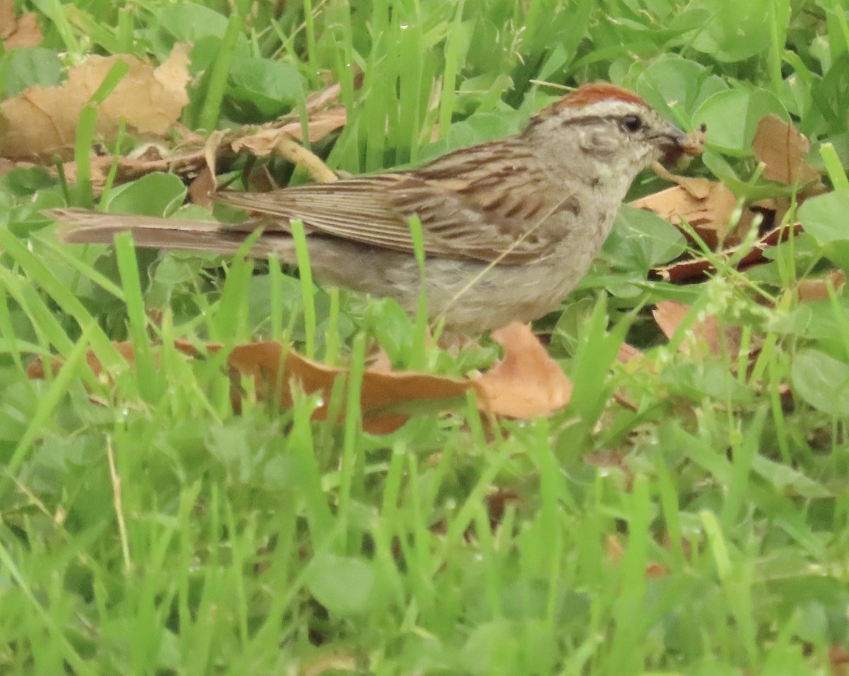 Chipping Sparrow - ML621378121