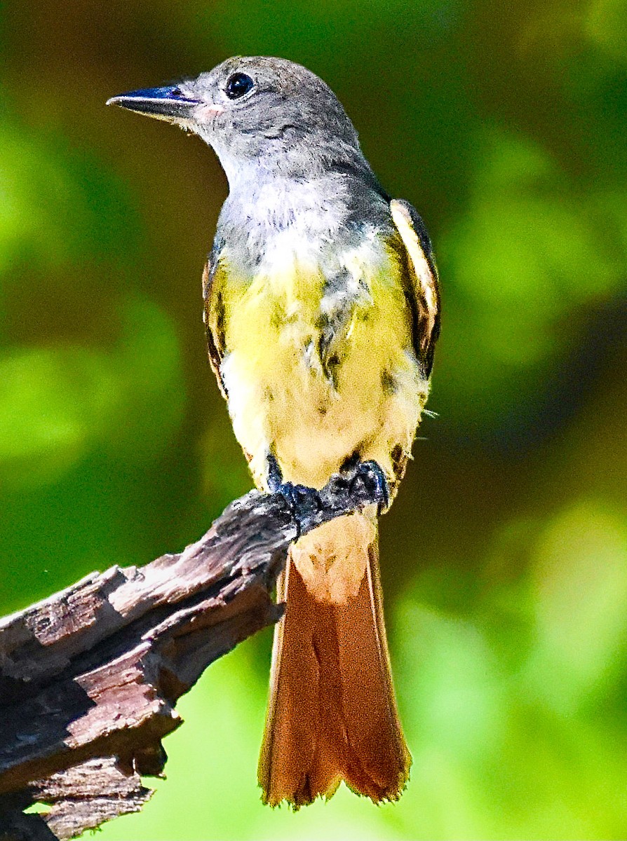 Great Crested Flycatcher - ML621378172