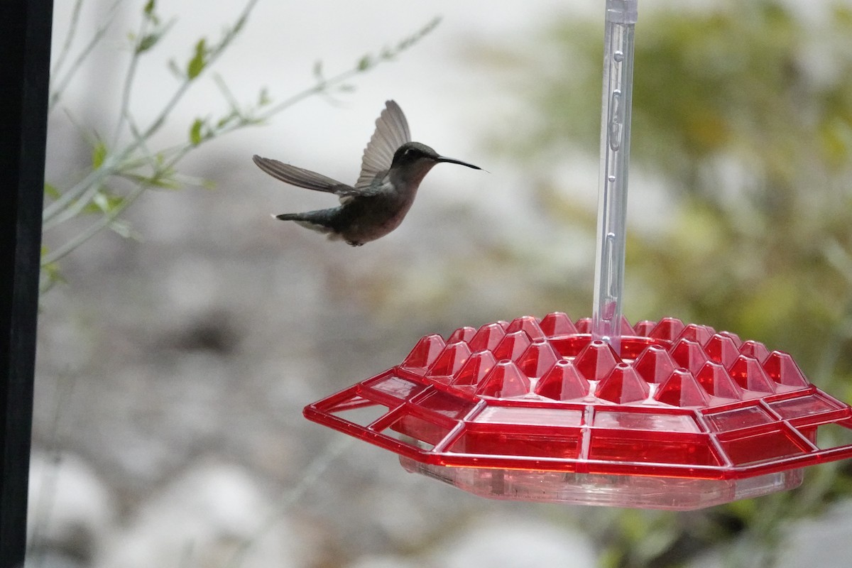 Ruby-throated Hummingbird - ML621378174