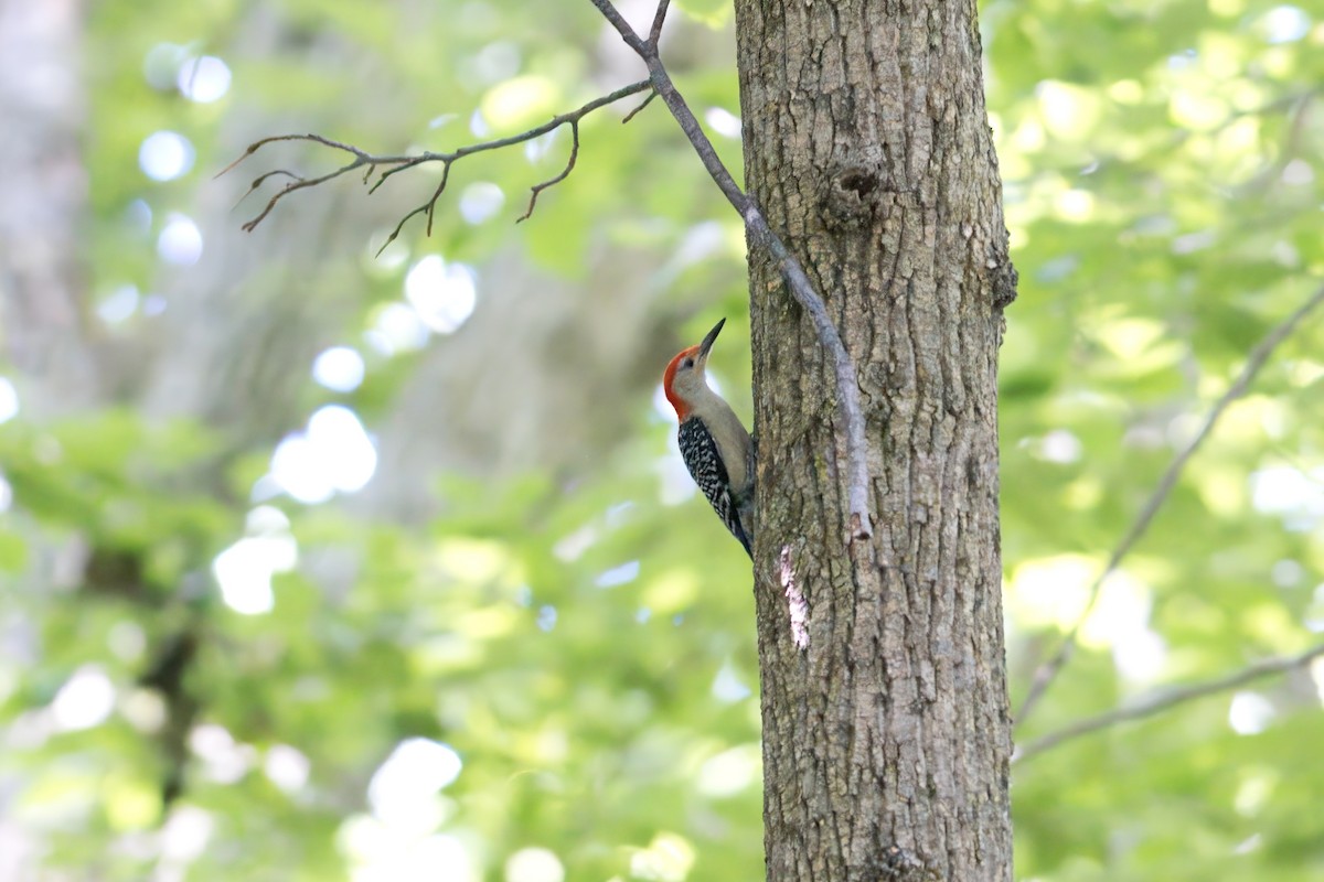 Red-bellied Woodpecker - ML621378183