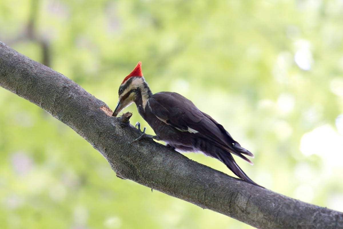 Pileated Woodpecker - ML621378191