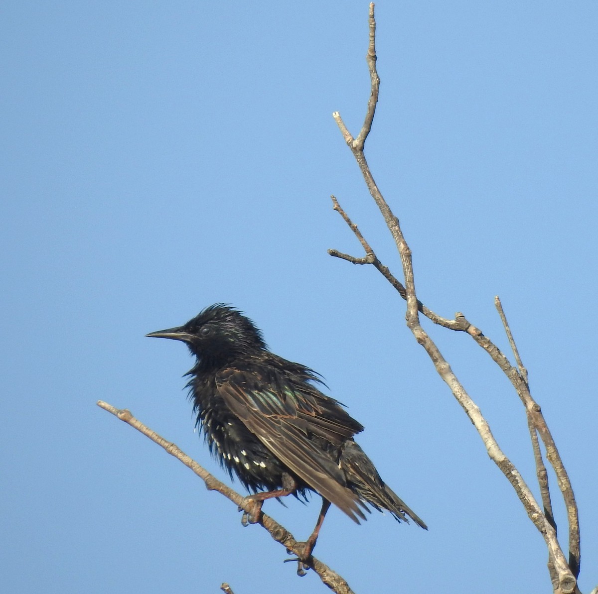European Starling - ML621378206
