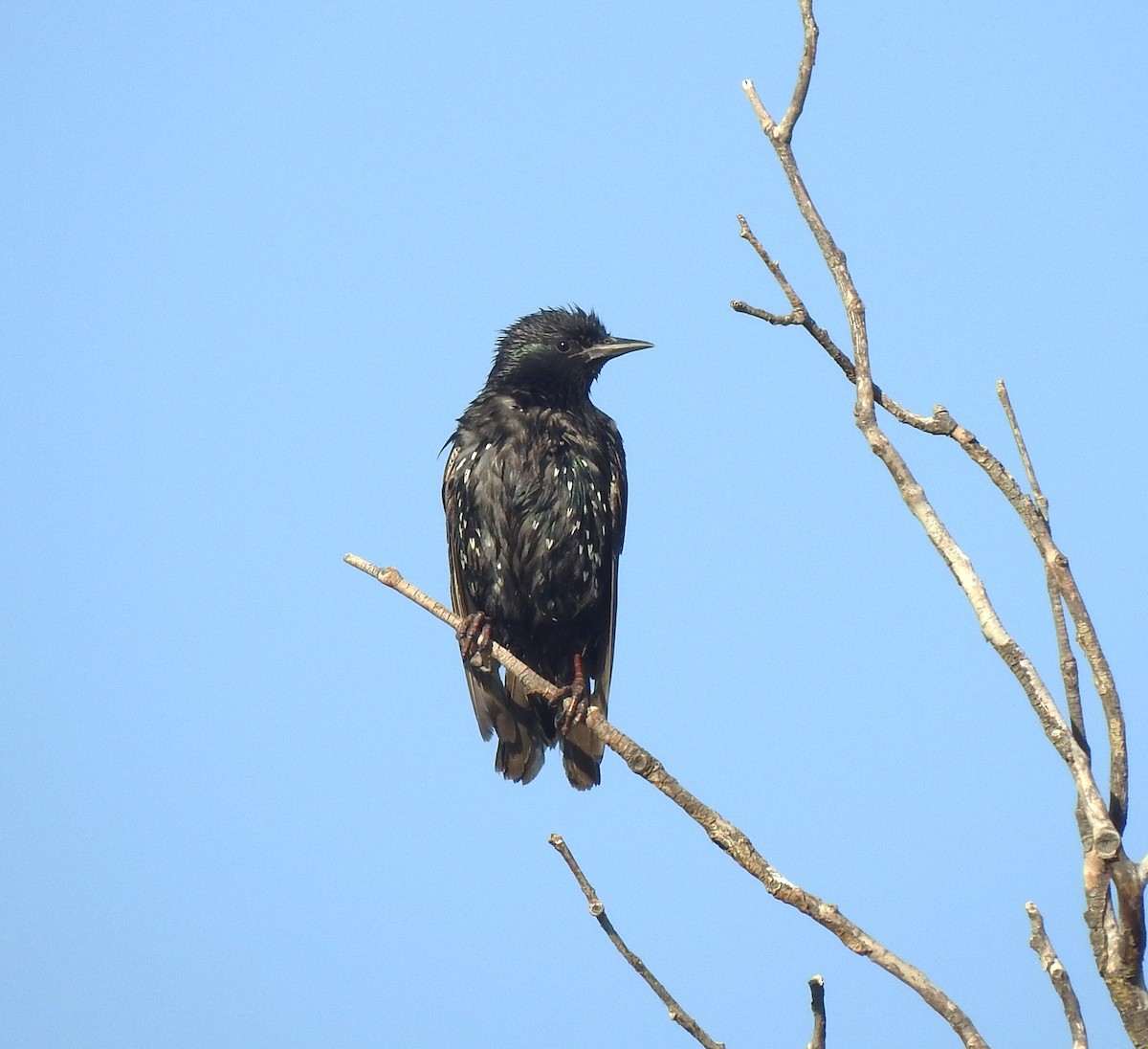 European Starling - ML621378209