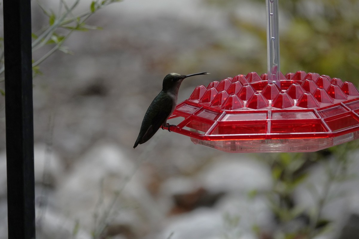 Ruby-throated Hummingbird - ML621378220