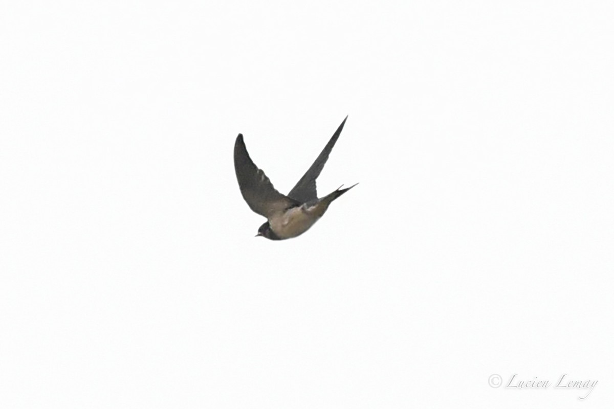 Barn Swallow - ML621378221