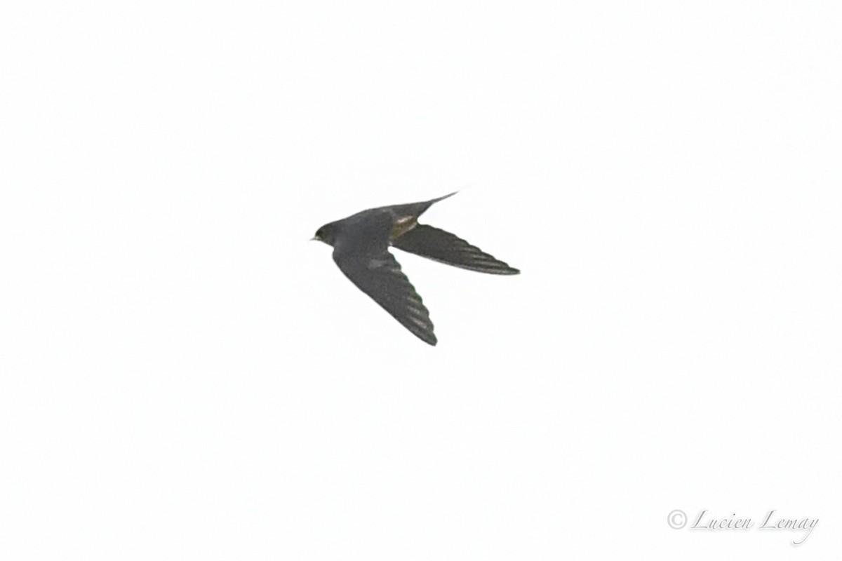 Barn Swallow - ML621378232
