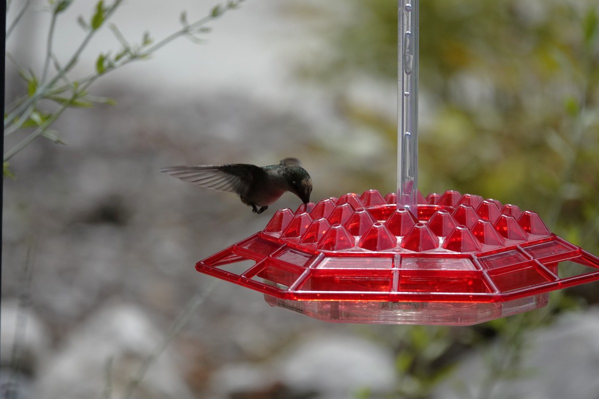 Ruby-throated Hummingbird - ML621378243