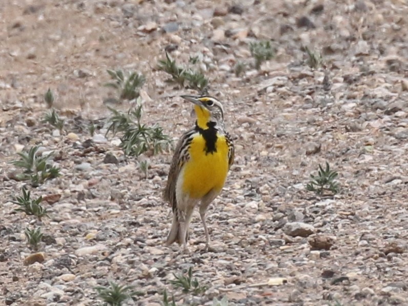 Western Meadowlark - ML621378256