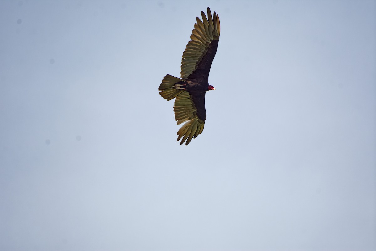 Turkey Vulture - ML621378259