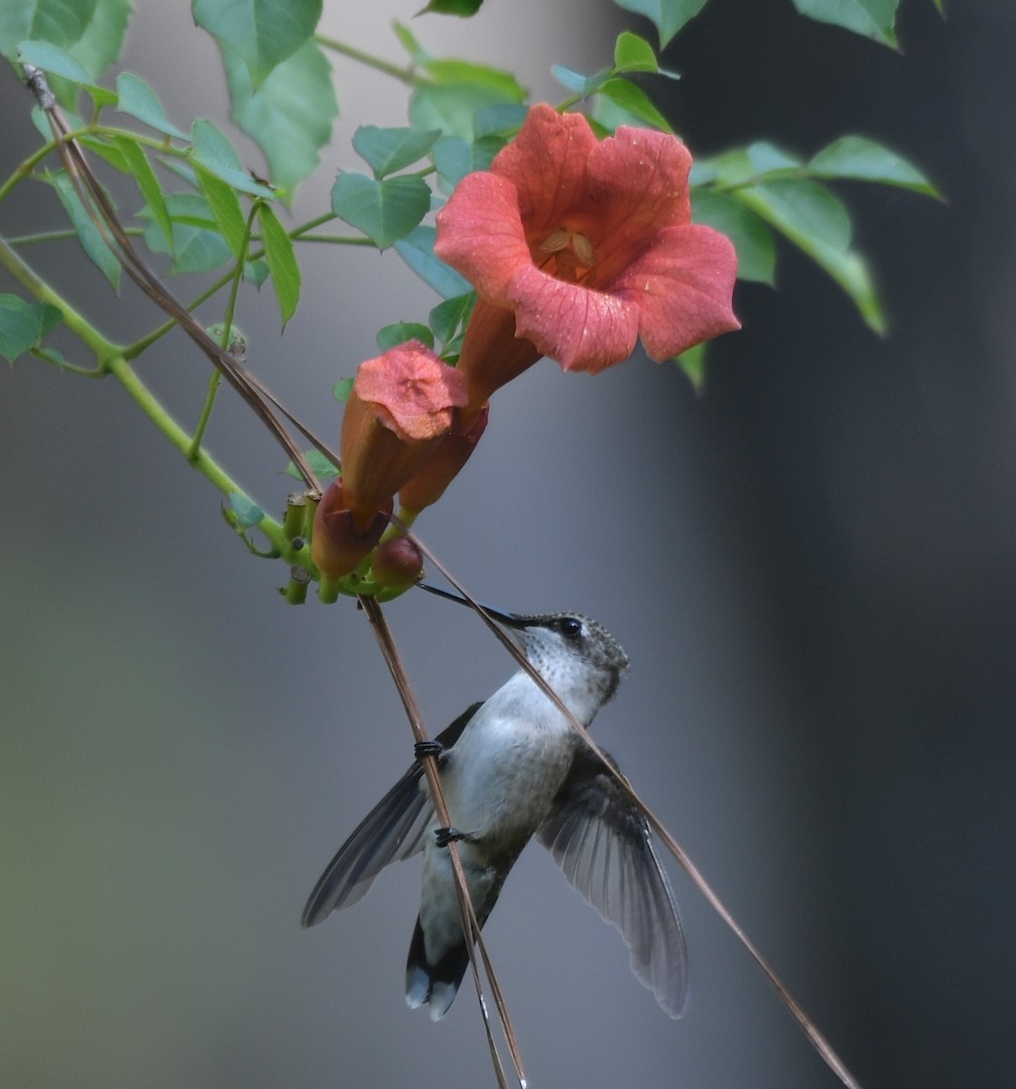 Ruby-throated Hummingbird - ML621378327