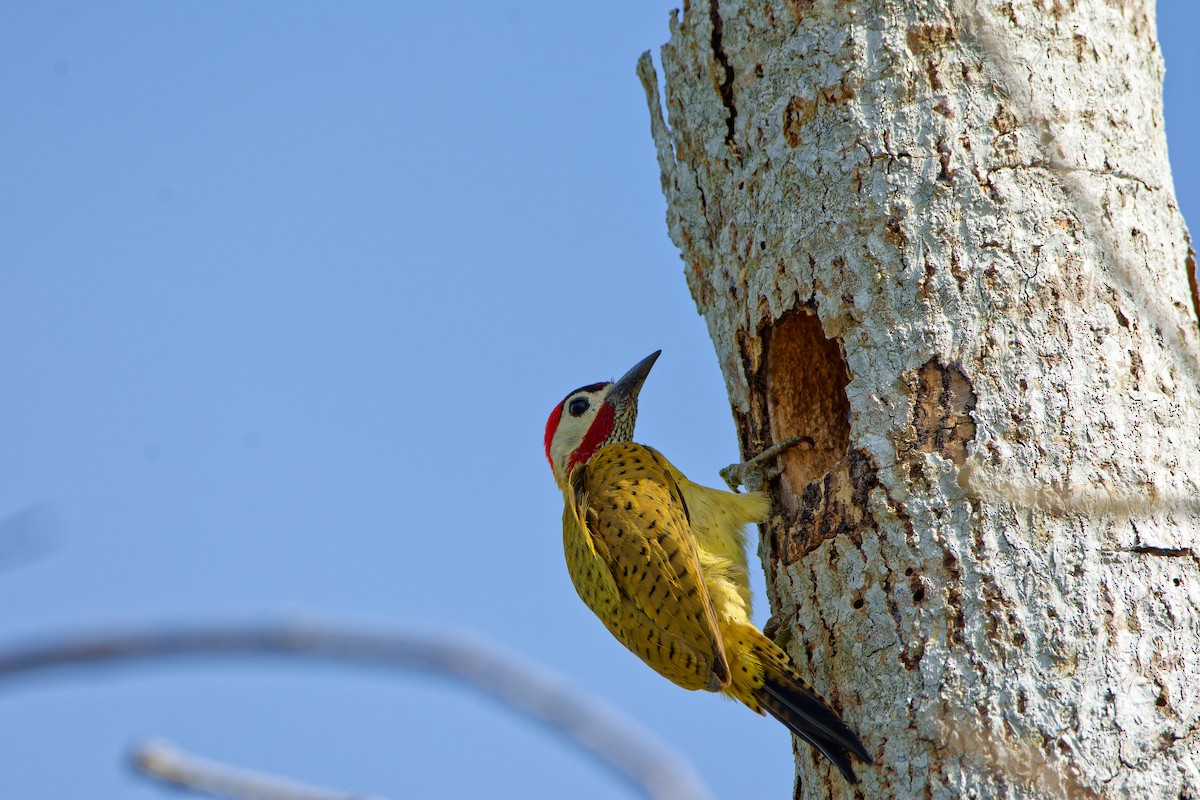 Spot-breasted Woodpecker - ML621378330