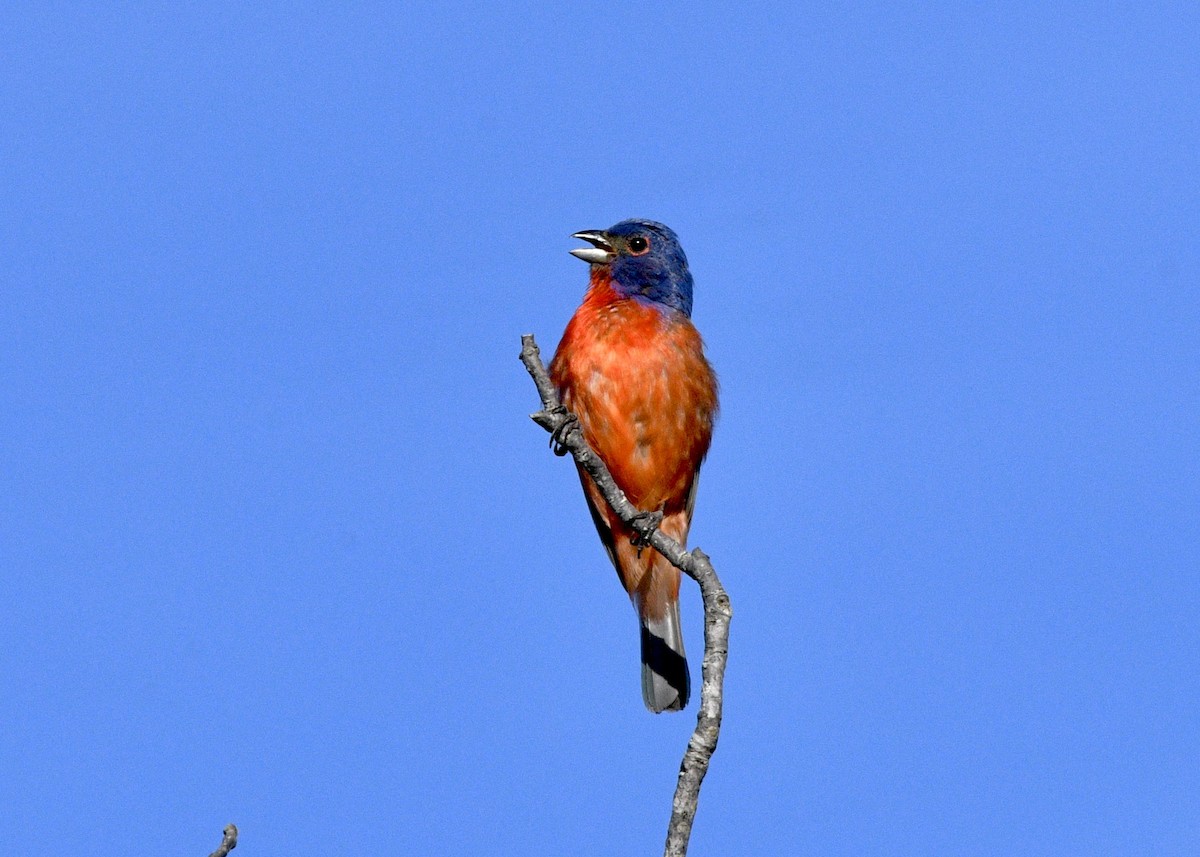 Painted Bunting - ML621378352