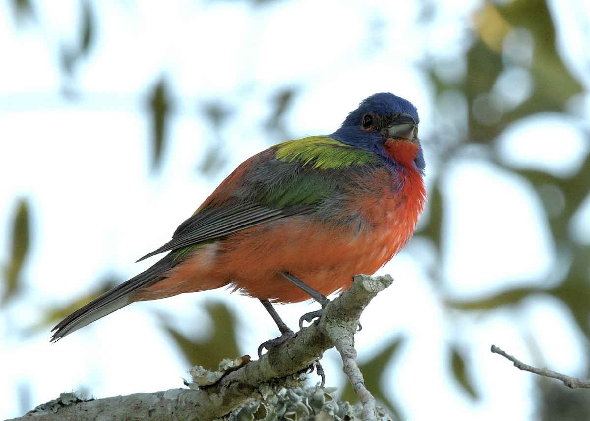 Painted Bunting - ML621378353