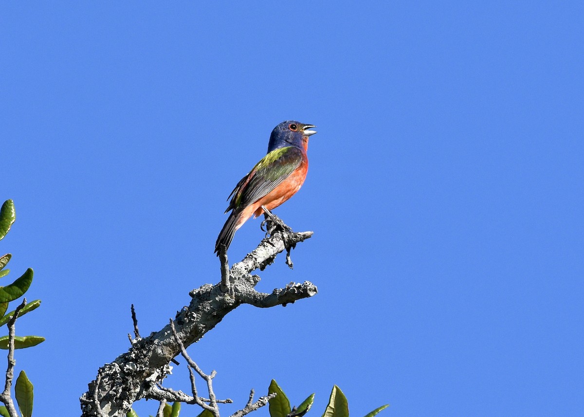 Painted Bunting - ML621378354