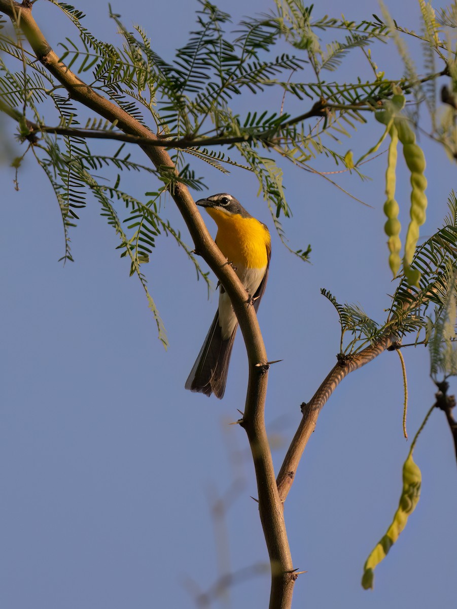 Yellow-breasted Chat - ML621378356