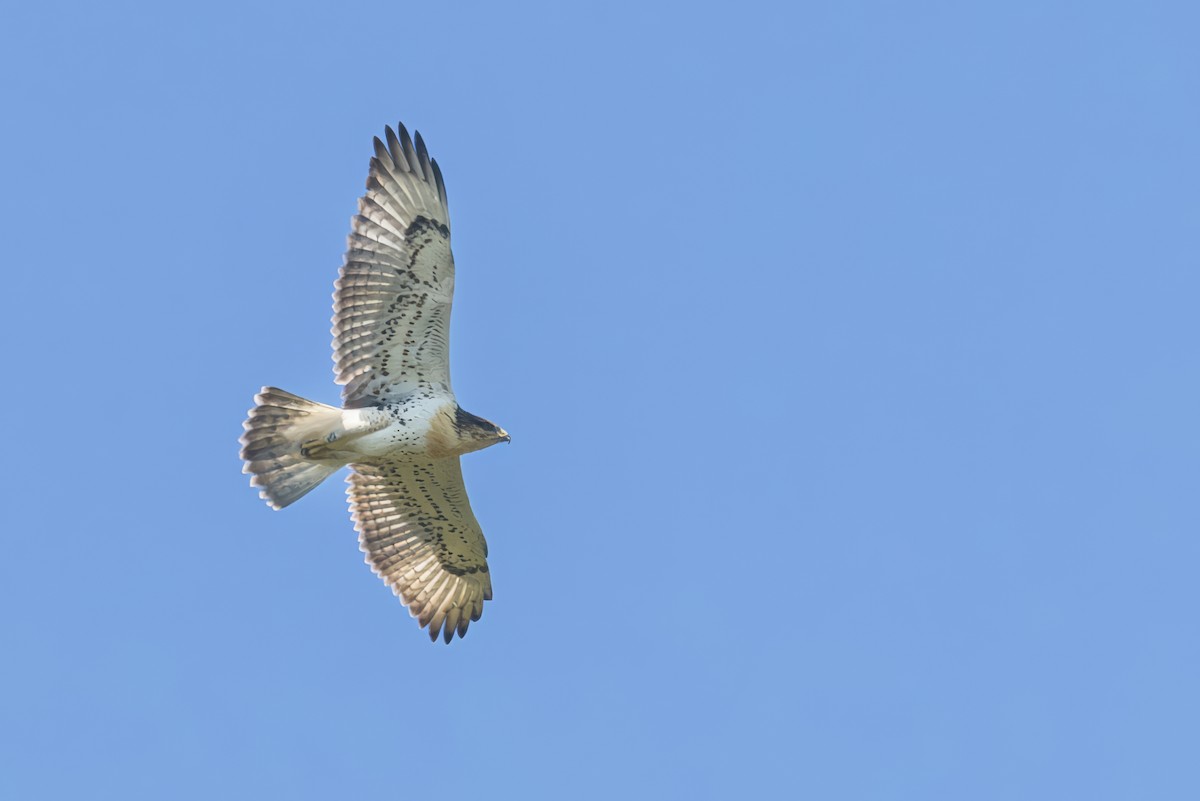 Ferruginous Hawk - ML621378364