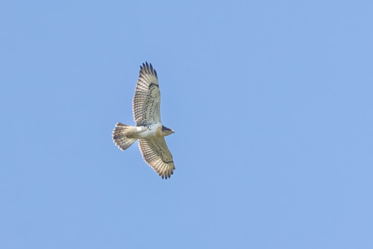 Ferruginous Hawk - ML621378371