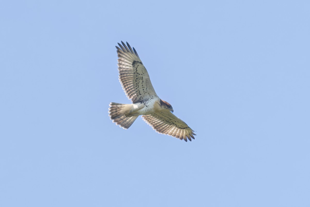 Ferruginous Hawk - ML621378390