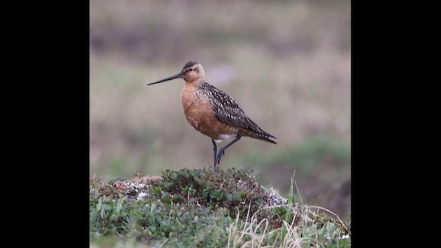 břehouš rudý - ML621378397